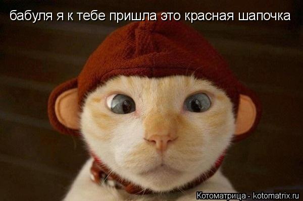 Котоматрица: бабуля я к тебе пришла это красная шапочка