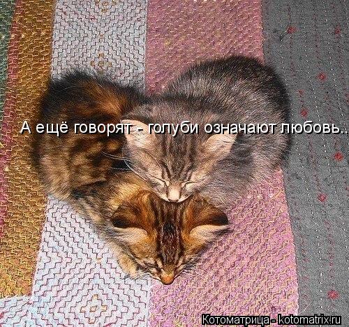 Котоматрица: А ещё говорят - голуби означают любовь... А ещё говорят - голуби означают любовь...  А ещё говорят - голуби означают любовь...