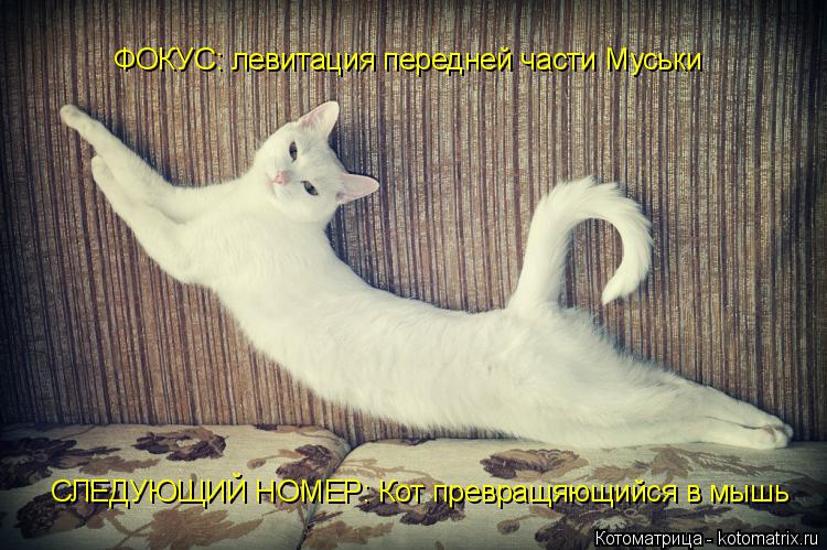 Котоматрица: ФОКУС: левитация передней части Муськи СЛЕДУЮЩИЙ НОМЕР: Кот превращяющийся в мышь