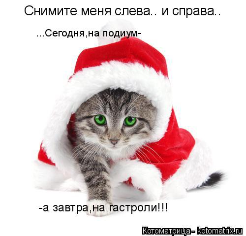Котоматрица: Снимите меня слева.. и справа.. ...Сегодня,на подиум- -а завтра,на гастроли!!!