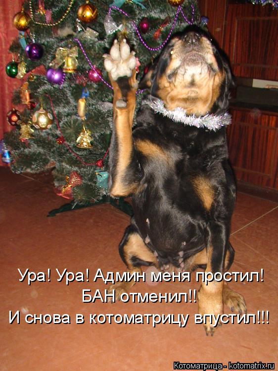 Котоматрица: Ура! Ура! Админ меня простил! БАН отменил!! И снова в котоматрицу впустил!!!