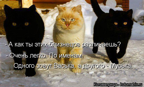 Котоматрица: - А как ты этих близнецов различаешь? Одного зовут Васька, а другого - Муська. - Очень легко. По именам.