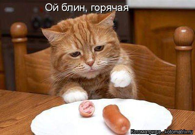 Котоматрица: Ой блин, горячая
