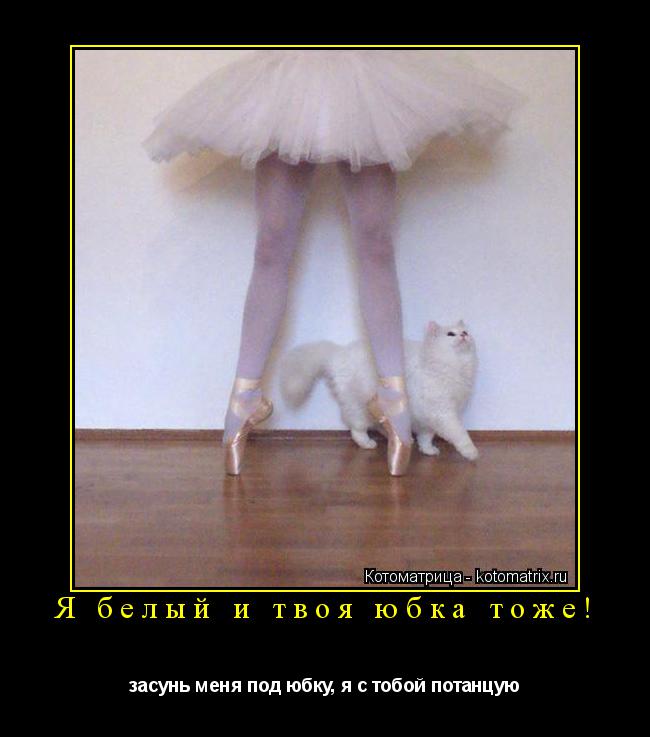 Котоматрица: Я белый и твоя юбка тоже! засунь меня под юбку, я с тобой потанцую