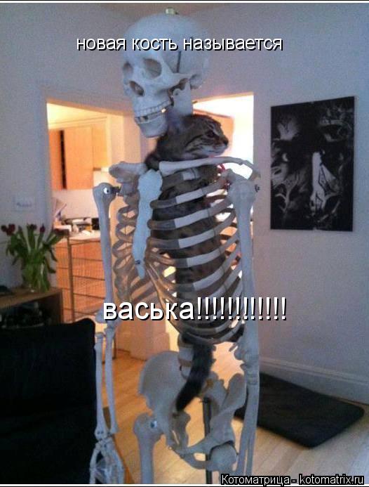 васька!!!!!!!!!!!! новая кость называется... Котоматрица: васька!!!!!!!!!!!! новая кость называется