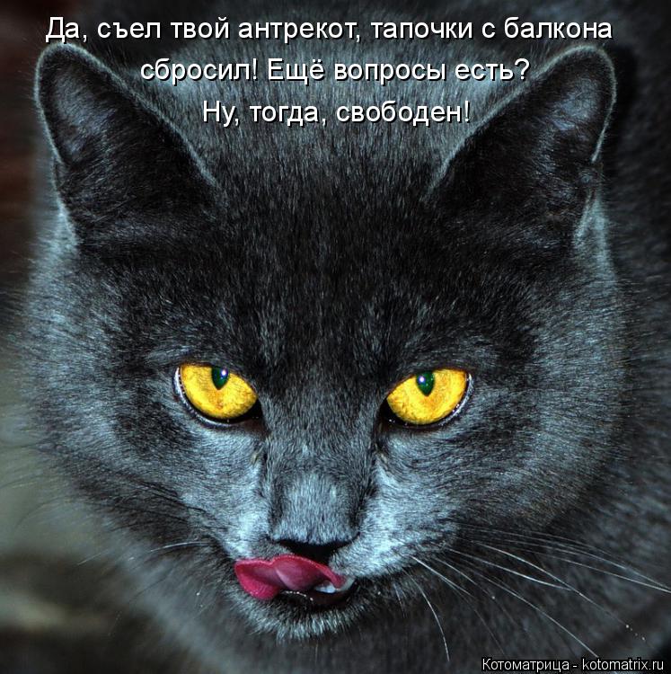сбросил! Ещё вопросы есть? Да, съел твой антрекот, тапочки с балкона Ну, тогда, свободен!... Котоматрица: сбросил! Ещё вопросы есть? Да, съел твой антрекот, тапочки с балкона Ну, тогда, свободен!