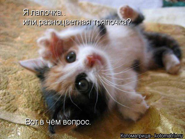 Котоматрица: Я лапочка.. или,разноцветная тряпочка? Вот,в чём вопрос.