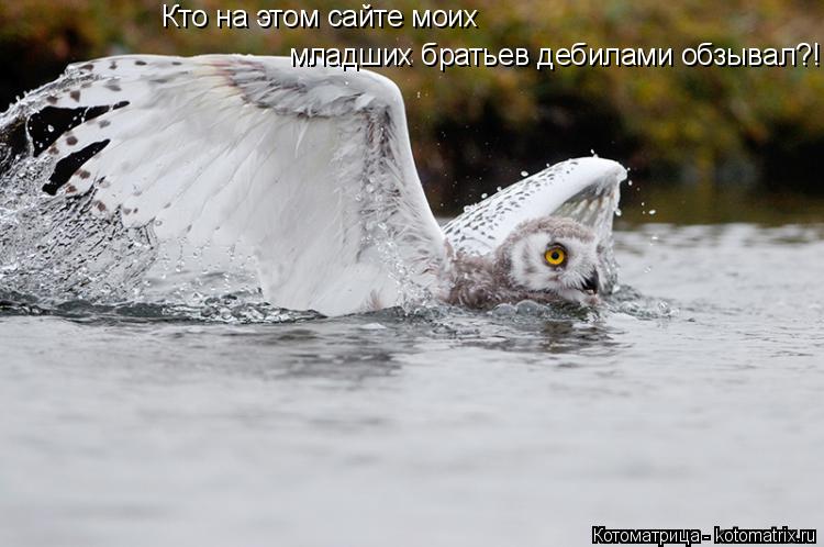 Кто на этом сайте моих младших братьев дебилами обзывал?!... Котоматрица: Кто на этом сайте моих младших братьев дебилами обзывал?!