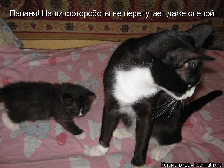 Папаня! Наши фотороботы не перепутает даже слепой... Котоматрица: Папаня! Наши фотороботы не перепутает даже слепой
