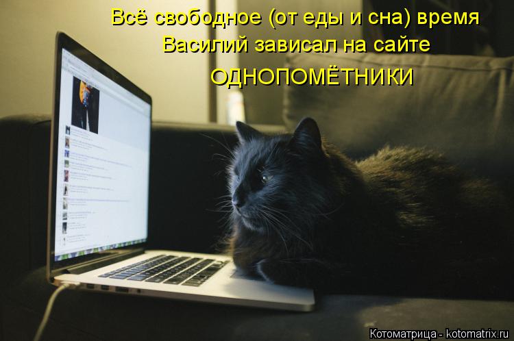 Котоматрица: Всё свободное (от еды и сна) время Василий зависал на сайте ОДНОПОМЁТНИКИ