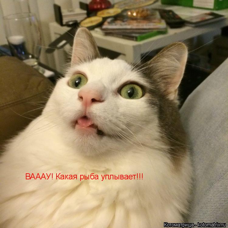 ВАААУ! Какая рыба уплывает!!!... Котоматрица: ВАААУ! Какая рыба уплывает!!!