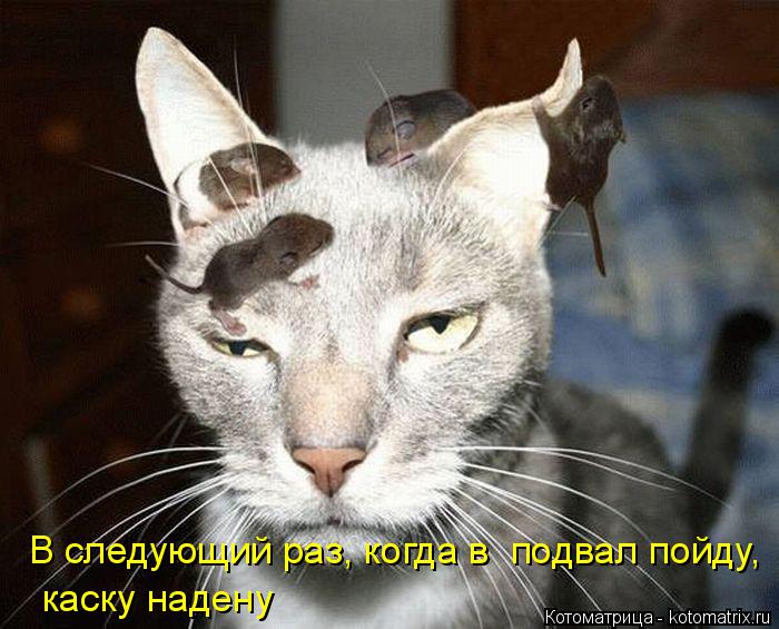 В следующий раз, когда в подвал пойду, каску надену... Котоматрица: В следующий раз, когда в подвал пойду, каску надену