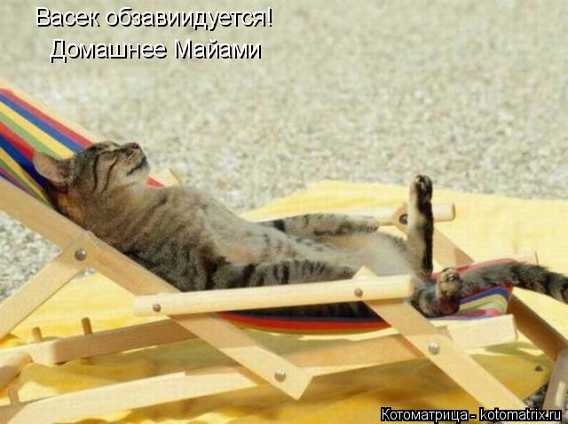 Васек обзавиидуется! Домашнее Майами... Котоматрица: Васек обзавиидуется! Домашнее Майами