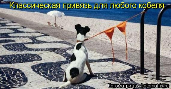 Котоматрица: Классическая привязь для любого кобеля