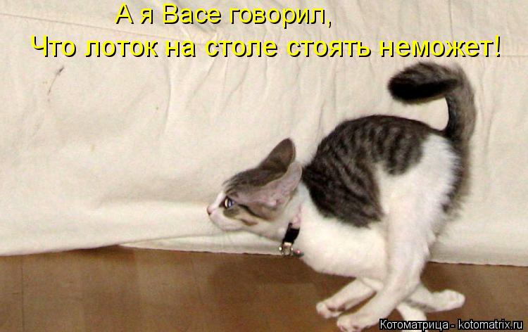 А я Васе говорил, Что лоток на столе стоять неможет!... Котоматрица: А я Васе говорил, Что лоток на столе стоять неможет!