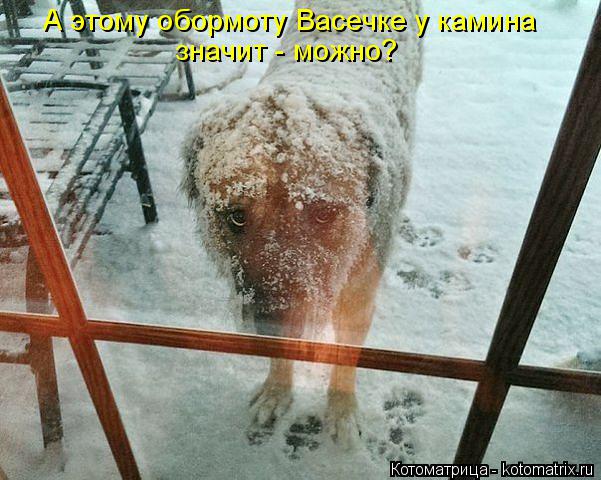 А этому обормоту Васечке у камина значит - можно?... Котоматрица: А этому обормоту Васечке у камина значит - можно?