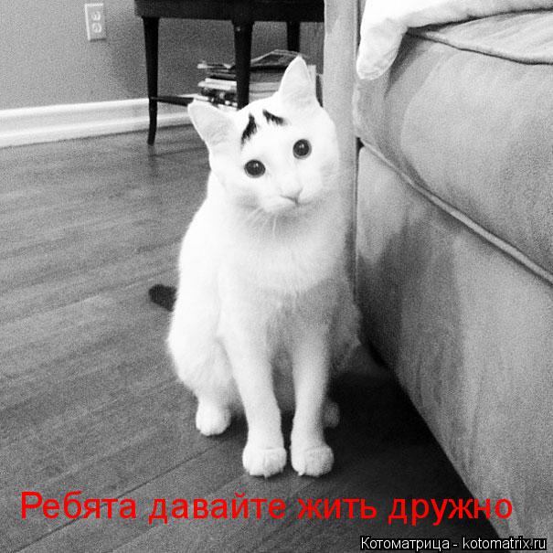 Ребята давайте жить дружно... Котоматрица: Ребята давайте жить дружно