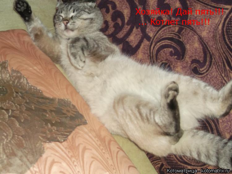 Хозяйка! Дай пять!!! ... Котлет пять!!!... Котоматрица: Хозяйка! Дай пять!!! ... Котлет пять!!!