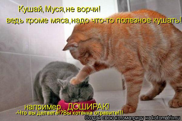Кушай,Муся,не ворчи! ведь кроме мяса,надо что-то полезное кушать! например.. ДОШИРАК! -Что вы делаете... Котоматрица: Кушай,Муся,не ворчи! ведь кроме мяса,надо что-то полезное кушать! например.. ДОШИРАК! -Что вы делаете!?Вы котёнка отравите!!!