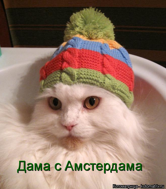 Дама с Амстердама... Котоматрица: Дама с Амстердама