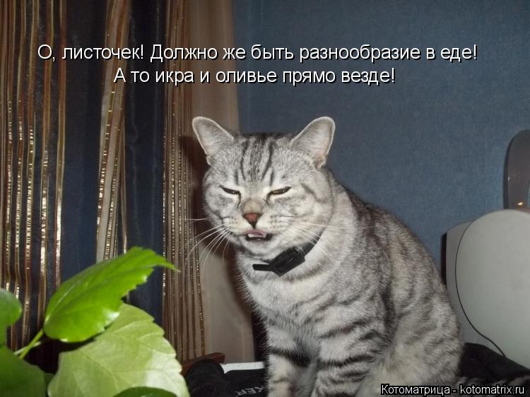 О, листочек! Должно же быть разнообразие в еде! А то икра и оливье прямо везде!... Котоматрица: О, листочек! Должно же быть разнообразие в еде! А то икра и оливье прямо везде!