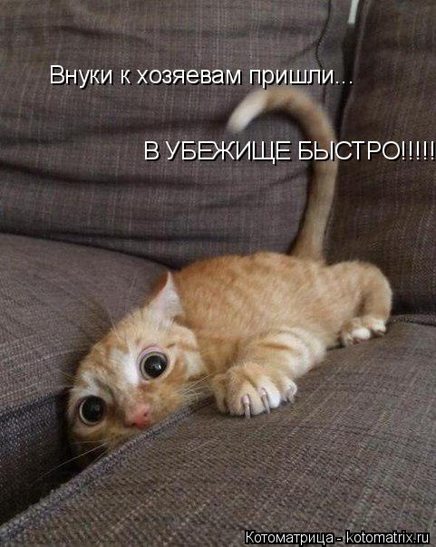 Внуки к хозяевам пришли... В УБЕЖИЩЕ БЫСТРО!!!!!... Котоматрица: Внуки к хозяевам пришли... В УБЕЖИЩЕ БЫСТРО!!!!!