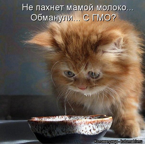 Не пахнет мамой молоко... Обманули... С ГМО?... Котоматрица: Не пахнет мамой молоко... Обманули... С ГМО?
