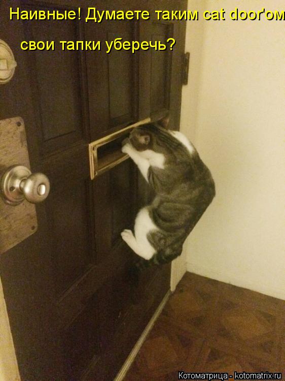 свои тапки уберечь? Наивные! Думаете таким cat door'ом... Котоматрица: свои тапки уберечь? Наивные! Думаете таким cat door'ом