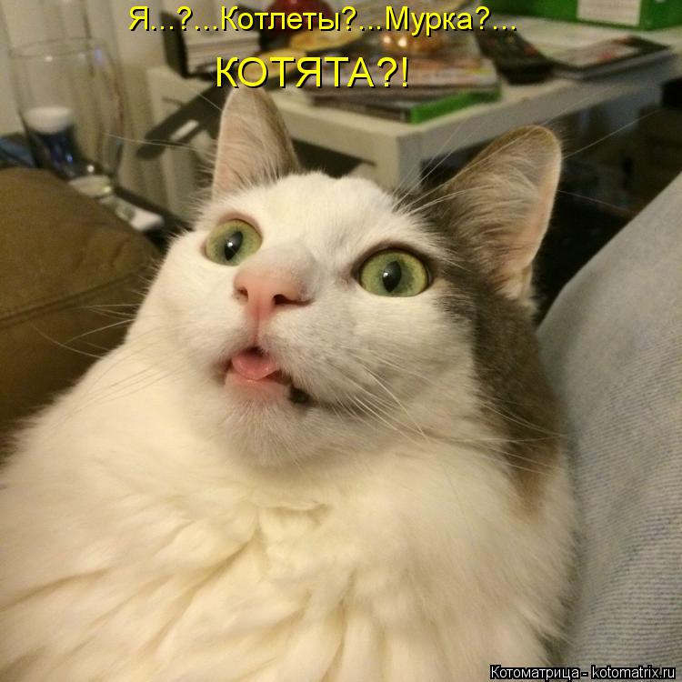 Я...?...Котлеты?...Мурка?... КОТЯТА?!... Котоматрица: Я...?...Котлеты?...Мурка?... КОТЯТА?!