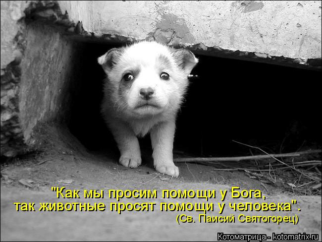 "Как мы просим помощи у Бога, так животные просят помощи у человека". (Св. Паисий Святогорец)... Котоматрица: "Как мы просим помощи у Бога, так животные просят помощи у человека". (Св. Паисий Святогорец)