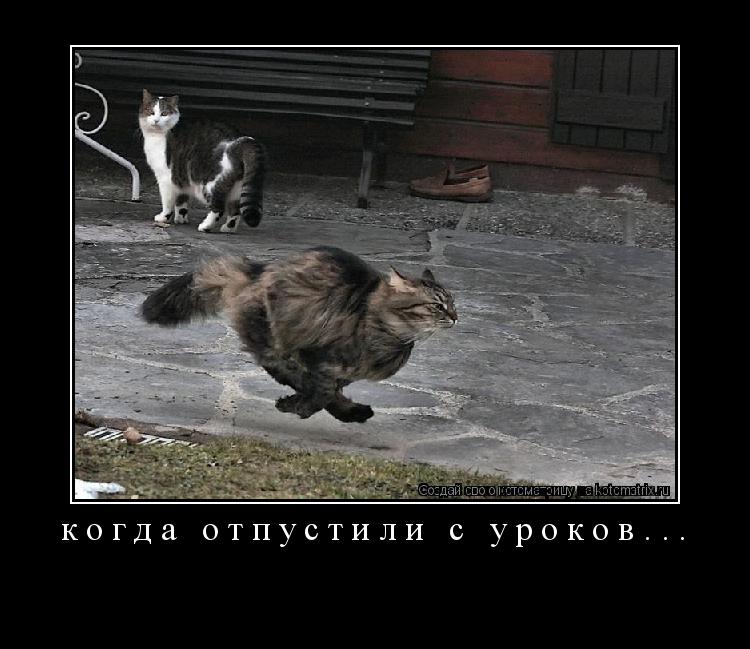 когда отпустили с уроков... ... Котоматрица: когда отпустили с уроков...