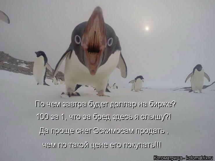 По чем завтра будет доллар на бирже? 100 за 1, что за бред здесь я слышу?! Да проще снег Эскимосам пр... Котоматрица: По чем завтра будет доллар на бирже? 100 за 1, что за бред здесь я слышу?! Да проще снег Эскимосам продать , чем по такой цене его покупать!!!
