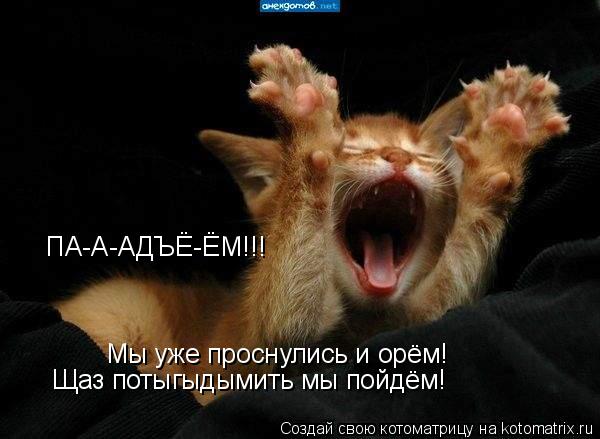 ПА-А-АДЪЁ-ЁМ!!! Мы уже проснулись и орём! Щаз потыгыдымить мы пойдём!... Котоматрица: ПА-А-АДЪЁ-ЁМ!!! Мы уже проснулись и орём! Щаз потыгыдымить мы пойдём!