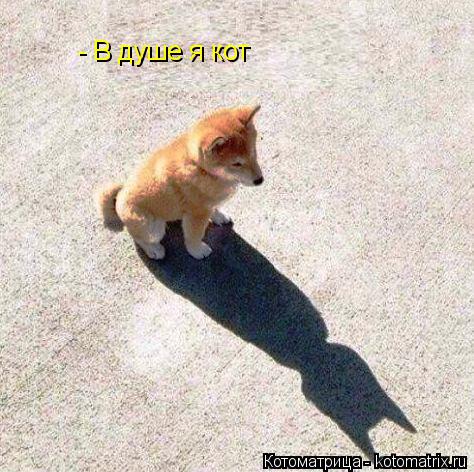 - В душе я кот... Котоматрица: - В душе я кот