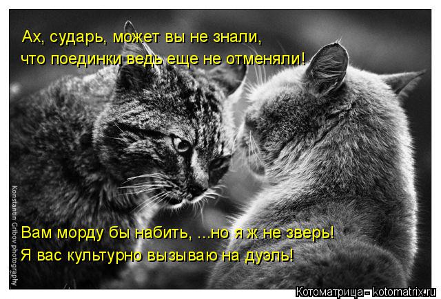 Котоматрица: Ах, сударь, может вы не знали, что поединки ведь еще не отменяли! Вам морду бы набить, ...но я ж не зверь! Я вас культурно вызываю на дуэль!