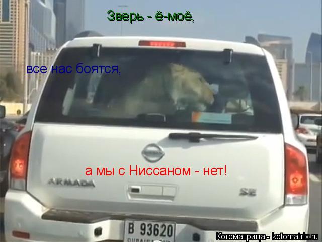 Котоматрица: Зверь - ё-моё, все нас боятся, а мы с Ниссаном - нет!