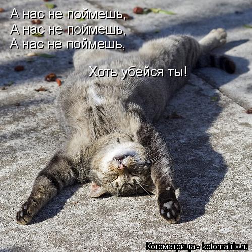 Котоматрица: А нас не поймешь, А нас не поймешь, А нас не поймешь, Хоть убейся ты!