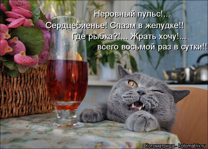 Котоматрица: Неровный пульс!... Сердцебиенье! Спазм в желудке!! Где рыбка?!... Жрать хочу!... всего восьмой раз в сутки!!!