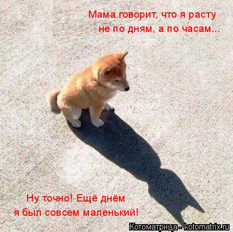 Котоматрица: Мама говорит, что я расту  Ну точно! Ещё днём не по дням, а по часам...   я был совсем маленький!