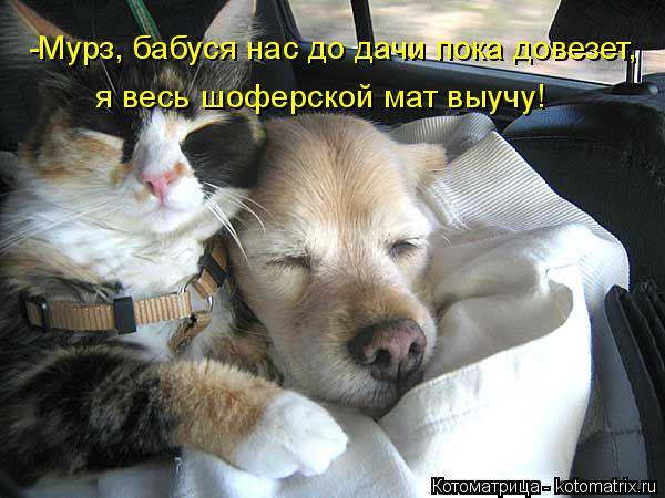 -Мурз, бабуся нас до дачи пока довезет, я весь шоферской мат выучу!... Котоматрица: -Мурз, бабуся нас до дачи пока довезет, я весь шоферской мат выучу!