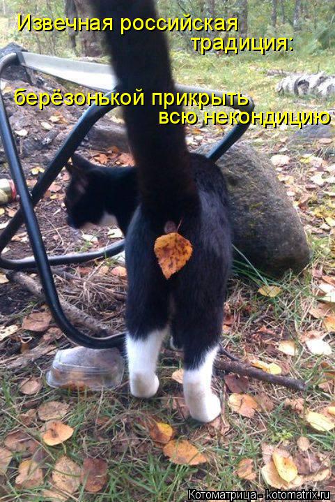 Котоматрица: Извечная российская традиция: берёзонькой прикрыть всю некондицию