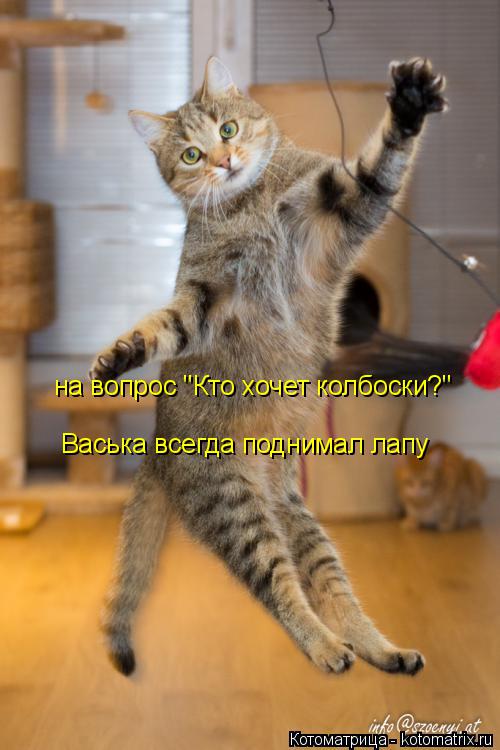 на вопрос "Кто хочет колбоски?" Васька всегда поднимал лапу... Котоматрица: на вопрос "Кто хочет колбоски?" Васька всегда поднимал лапу