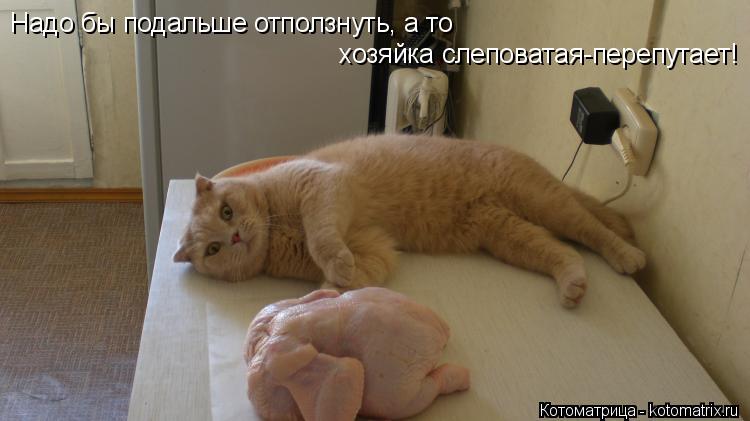 Надо бы подальше отползнуть, а то хозяйка слеповатая-перепутает!... Котоматрица: Надо бы подальше отползнуть, а то хозяйка слеповатая-перепутает!