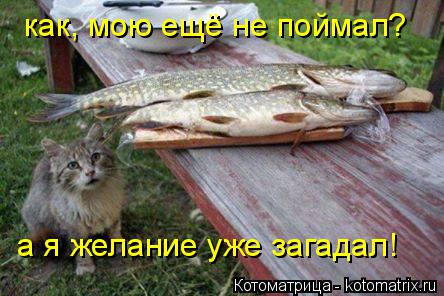 как, мою ещё не поймал? а я желание уже загадал!... Котоматрица: как, мою ещё не поймал? а я желание уже загадал!