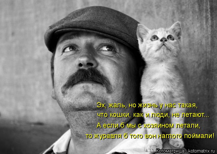 Котоматрица: Эх, жаль, но жизнь у нас такая, что кошки, как и люди, не летают... А если б мы с хозяином летали, то журавля б того вон наглого поймали!
