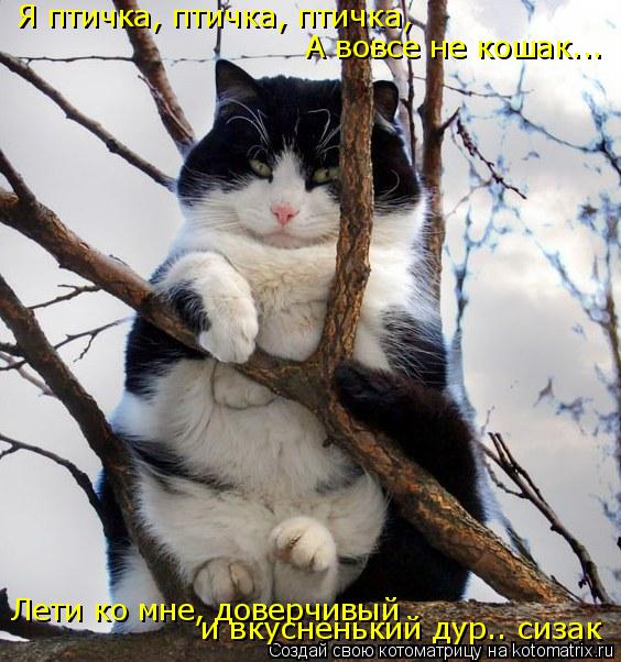 Я птичка, птичка, птичка, А вовсе не кошак... Лети ко мне, доверчивый и вкусненький дур.. сизак... Котоматрица: Я птичка, птичка, птичка, А вовсе не кошак... Лети ко мне, доверчивый и вкусненький дур.. сизак