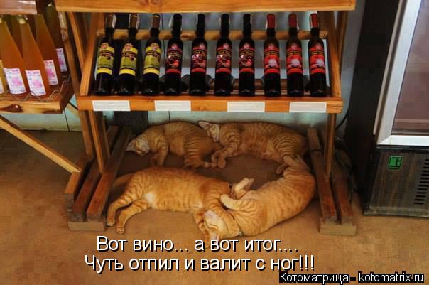 Чуть отпил и валит с ног!!! Вот вино... а вот итог....... Котоматрица: Чуть отпил и валит с ног!!! Вот вино... а вот итог....