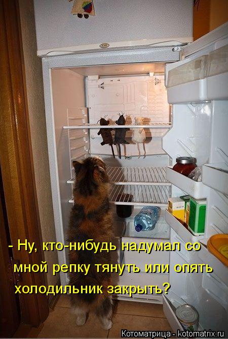 Котоматрица: - Ну, кто-нибудь надумал со мной репку тянуть или опять холодильник закрыть?