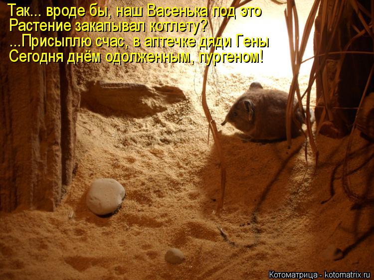 Так... вроде бы, наш Васенька под это Растение закапывал котлету? ...Присыплю счас, в аптечке дяди Ге... Котоматрица: Так... вроде бы, наш Васенька под это Растение закапывал котлету? ...Присыплю счас, в аптечке дяди Гены Сегодня днём одолженным, пургеном!