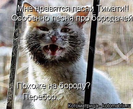 Котоматрица: Мне нравятся песни Тимати!! Особенно песня про бородачей Похоже на бороду? Перебор..